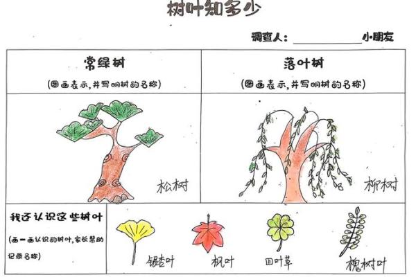 探索叶子的名字:自然界的语言 探索叶子的名字:自然界的语言