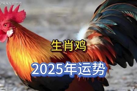 属鸡人在的运势预测：如何把握事业机遇