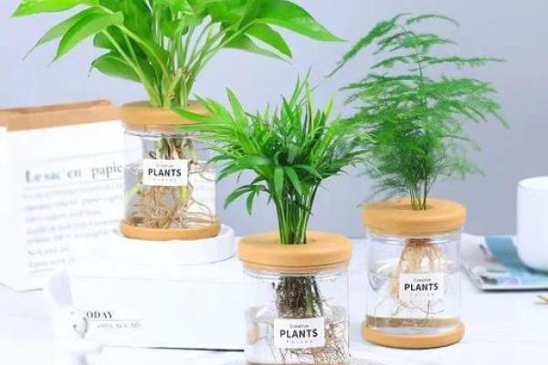 居室办公风水中的盆栽布局与植物挑选指南 居室办公风水中的盆栽布局与植物挑选指南