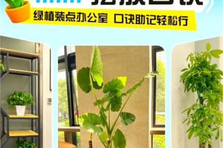居室办公风水中的盆栽布局与植物挑选指南
