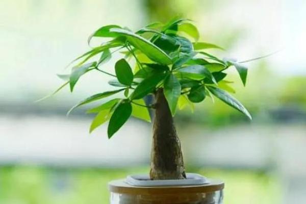 如何通过办公室花卉提升运势与气场 如何通过办公室花卉提升运势与气场