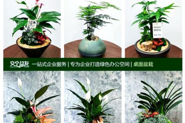 如何通过办公室花卉提升运势与气场 如何通过办公室花卉提升运势与气场