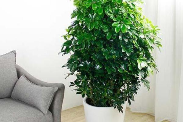 办公室植物摆放风水技巧提升工作运势 办公室植物摆放风水技巧提升工作运势