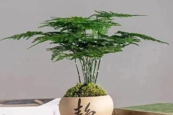 办公室植物摆放风水技巧提升工作运势 办公室植物摆放风水技巧提升工作运势