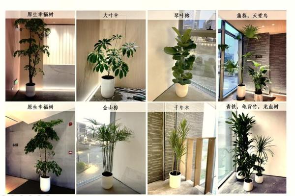 小植物在办公室中的风水作用与摆放技巧 小植物在办公室中的风水作用与摆放技巧