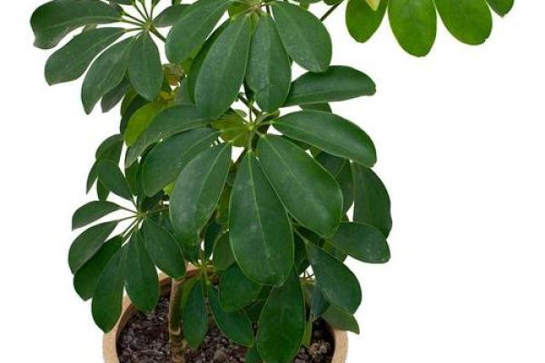 小植物在办公室中的风水作用与摆放技巧 小植物在办公室中的风水作用与摆放技巧