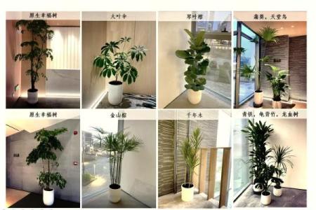 小植物在办公室中的风水作用与摆放技巧