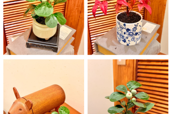 办公桌植物风水指南:如何通过绿植改善工作环境 办公桌植物风水指南:如何通过绿植改善工作环境