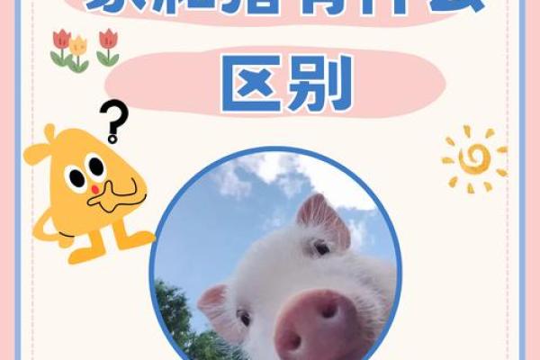 如何为猪宝宝挑选一个寓意深长的名字 如何为猪宝宝挑选一个寓意深长的名字