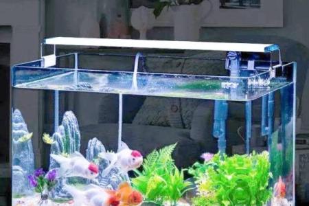 办公室鱼缸摆放禁忌与风水秘诀