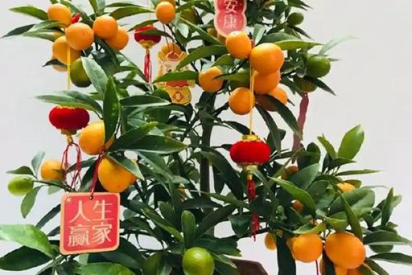 如何利用金桔树改善家中的风水气场 如何利用金桔树改善家中的风水气场