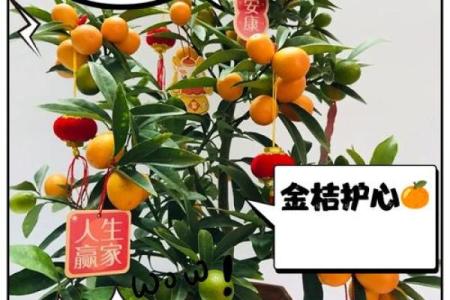 如何利用金桔树改善家中的风水气场