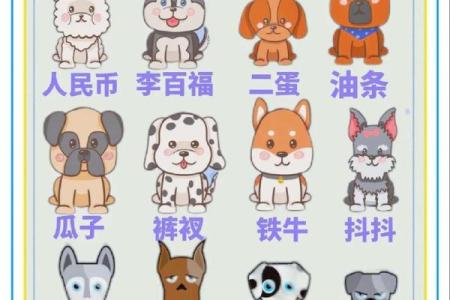 养宠物时，如何选一个简单易记的名字