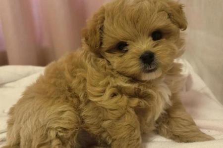给泰迪犬起个洋气又甜美的名字，让她与众不同