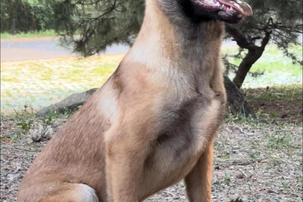 马犬名字推荐,给爱犬增添更多活力 马犬名字推荐,给爱犬增添更多活力
