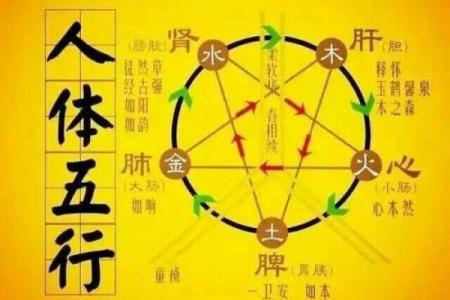 了解中医五行指，掌握健康调理的秘密