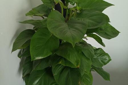 办公室绿植布局与风水学的完美结合