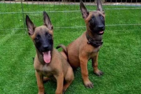 马犬名字推荐，给爱犬增添更多活力