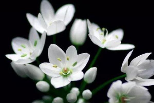 芸字五行属性解析,揭开其神秘面纱 芸字五行属性解析,揭开其神秘面纱