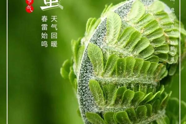 惊蛰来临，农历节气下的农业生长秘诀