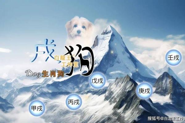 为属狗的人量身定制的公司名称创意 为属狗的人量身定制的公司名称创意