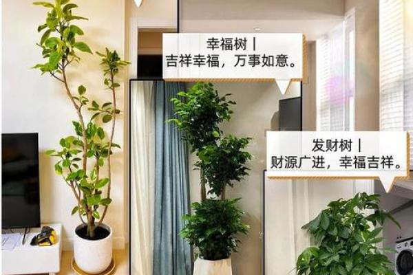 办公室绿植风水如何提升职场运势与气场 办公室绿植风水如何提升职场运势与气场