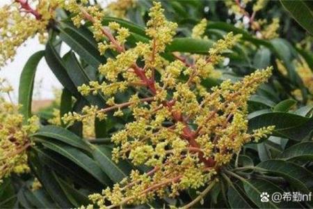 五行中的芒果：它能为你带来什么样的好运？