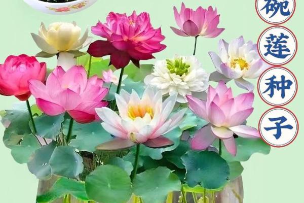 办公桌上放睡莲,如何根据风水提升职场表现 办公桌上放睡莲,如何根据风水提升职场表现