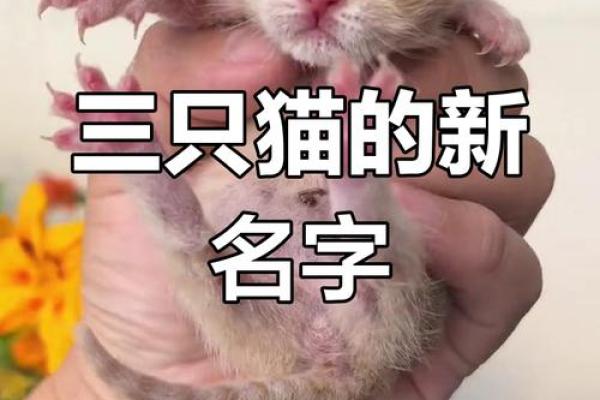 给猫宝宝起名字时需要避免的常见误区 给猫宝宝起名字时需要避免的常见误区
