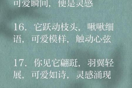 如何为你的小鸟取一个独特的名字