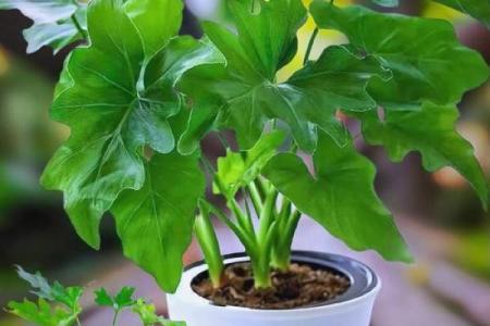 提升办公环境风水的水养植物选择