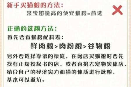 给猫宝宝起名字时需要避免的常见误区