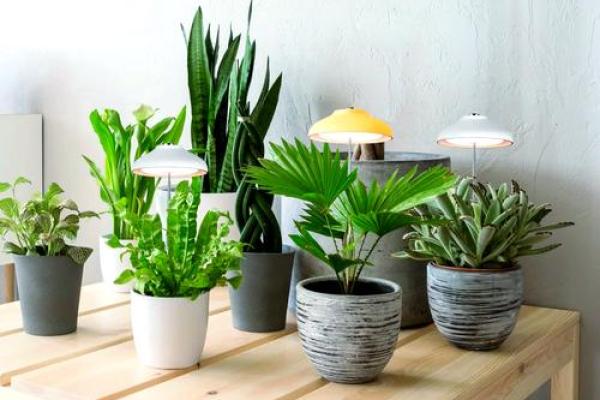办公室风水植物摆放技巧提升工作运势 办公室风水植物摆放技巧提升工作运势