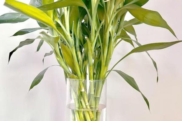 办公室风水植物摆放技巧提升工作运势 办公室风水植物摆放技巧提升工作运势