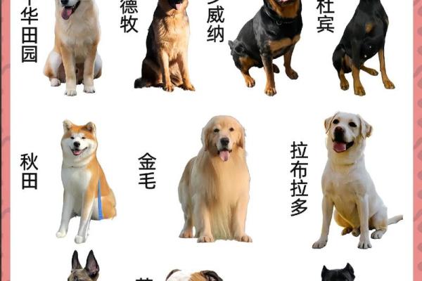 最适合你家狗狗的名字有哪些 最适合你家狗狗的名字有哪些