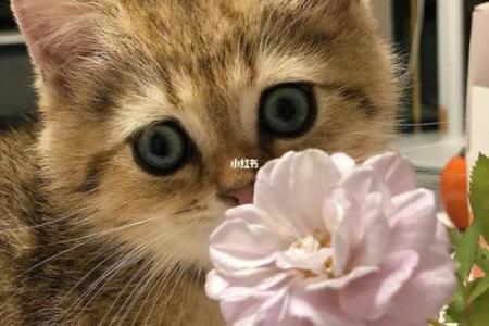 狸花猫起名灵感推荐 适合每个性格的小猫名字