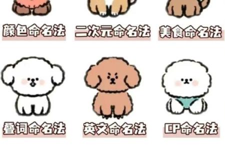 如何为你的狗狗取一个独特的英文名字