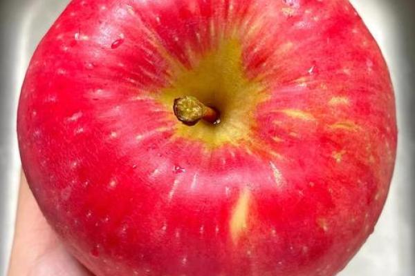 苹果名字大全:了解各大苹果品种的独特风味 苹果名字大全:了解各大苹果品种的独特风味