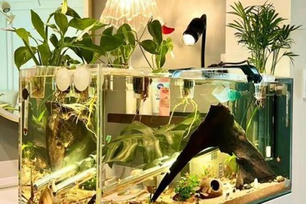 办公室鱼缸摆放风水常见误区与解决方法 办公室鱼缸摆放风水常见误区与解决方法