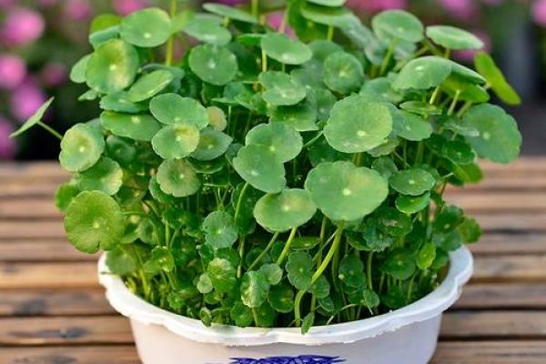 水养植物如何改善办公桌风水 水养植物如何改善办公桌风水