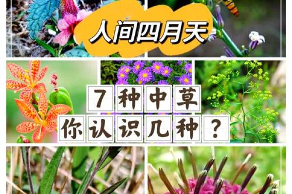 全面了解常见草药名称与功效介绍 全面了解常见草药名称与功效介绍