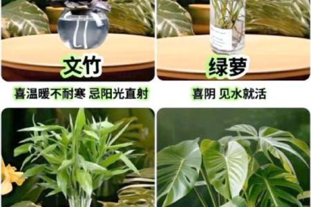 水养植物如何改善办公桌风水