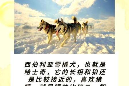 狼狗名字大全：让你的宠物与众不同