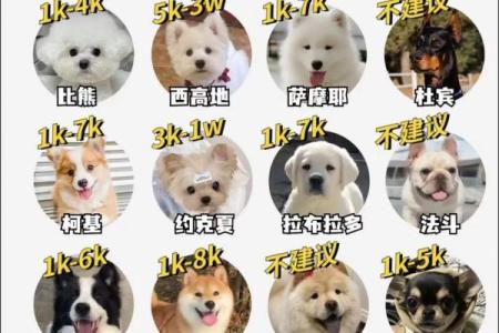 选择宠物名字时需要避免的常见错误
