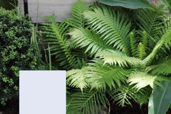 办公室绿植风水的五大禁忌与避雷指南 办公室绿植风水的五大禁忌与避雷指南