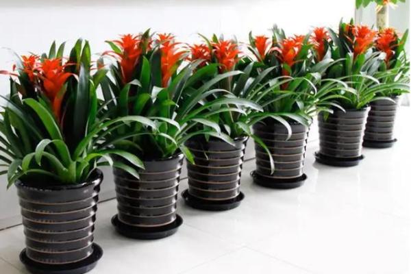 办公室绿植风水的五大禁忌与避雷指南 办公室绿植风水的五大禁忌与避雷指南