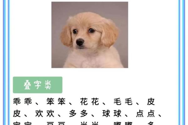 给狗子起名字的创意技巧,让它更特别 给狗子起名字的创意技巧,让它更特别