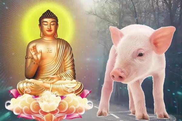为什么农历六月出生的属猪人特别幸运? 为什么农历六月出生的属猪人特别幸运?