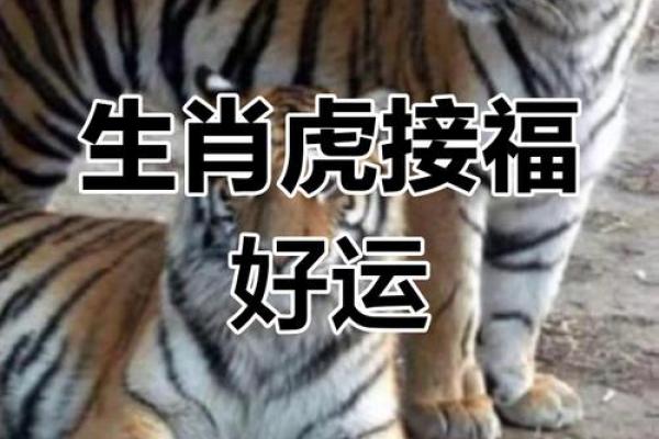 虎人事业和财运发展趋势 虎人事业和财运发展趋势