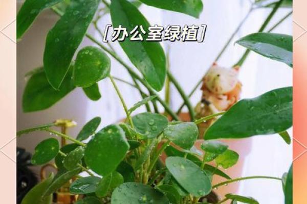 如何选择办公室风水大绿植,增强职场能量 如何选择办公室风水大绿植,增强职场能量